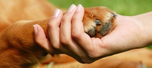 Registo e Licenciamento de Cães